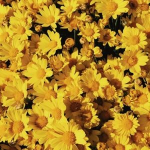 🌿🌻 Meet your Posher 🌻🌿